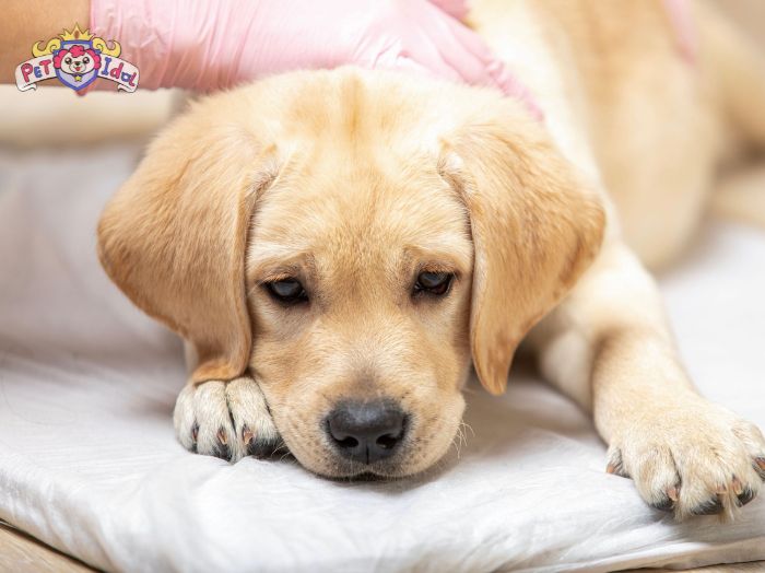 Dấu hiệu nhận biết chó bị chảy nước mũi