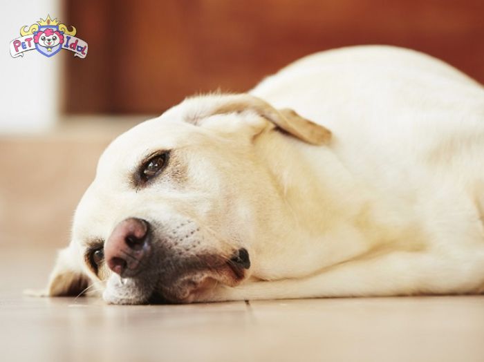 Chó bị chảy nước mũi do viêm phổi