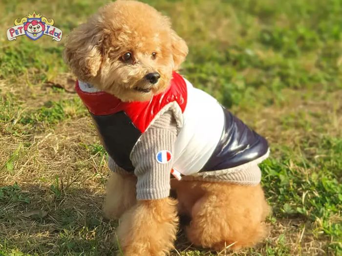 Chó bị chảy nước mũi do viêm nhiễm