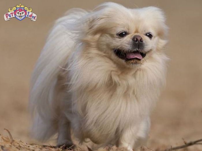 Trường hợp chó bị chảy nước mũi nhẹ