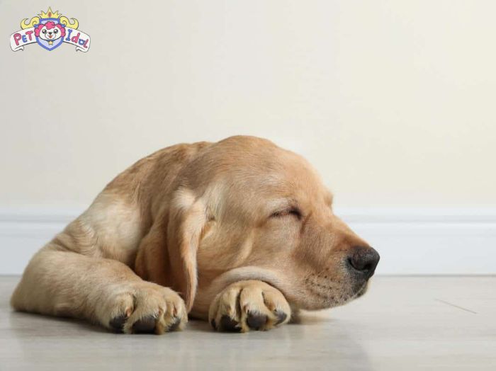 Trường hợp chó bị chảy nước mũi nặng