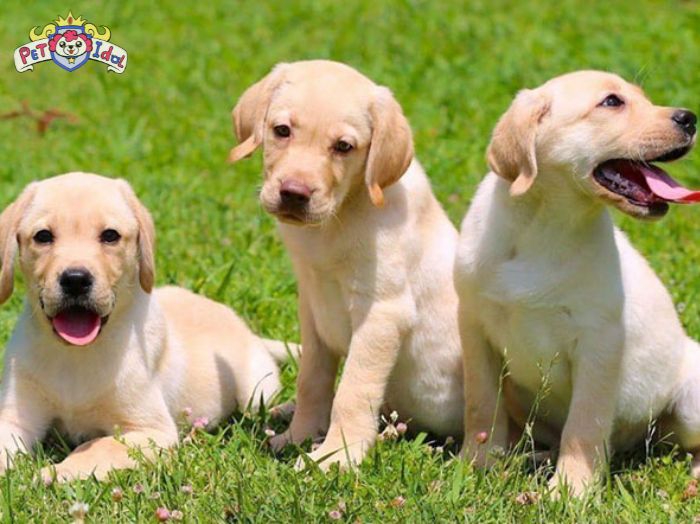 Cách phòng tránh chó bị chảy nước mũi