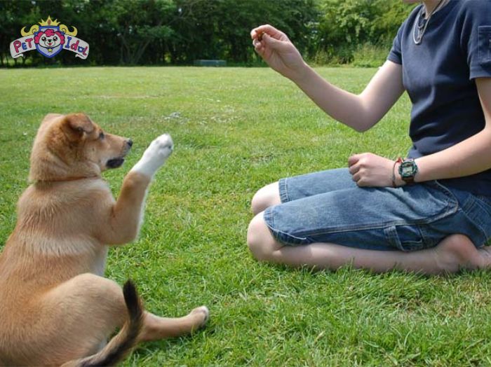 Cần khen thưởng khi chó đi vệ sinh đúng chỗ