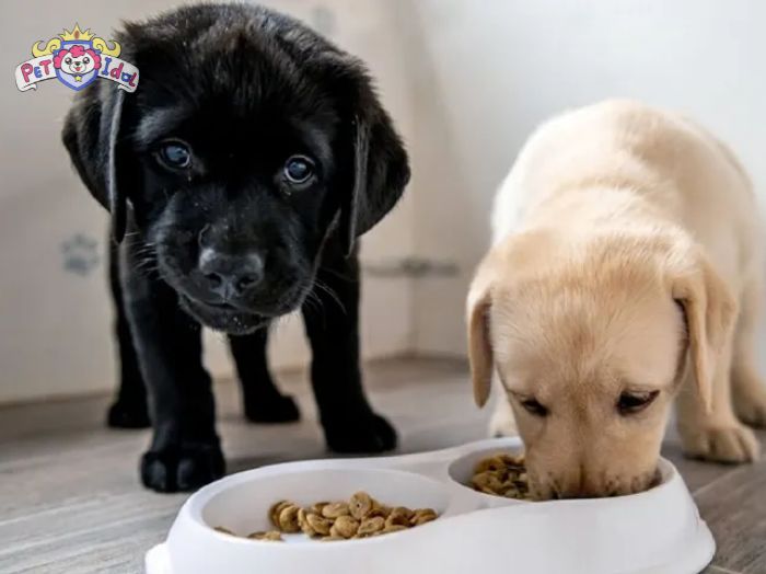 Cần làm gì khi chó đi vệ sinh KHÔNG đúng chỗ?