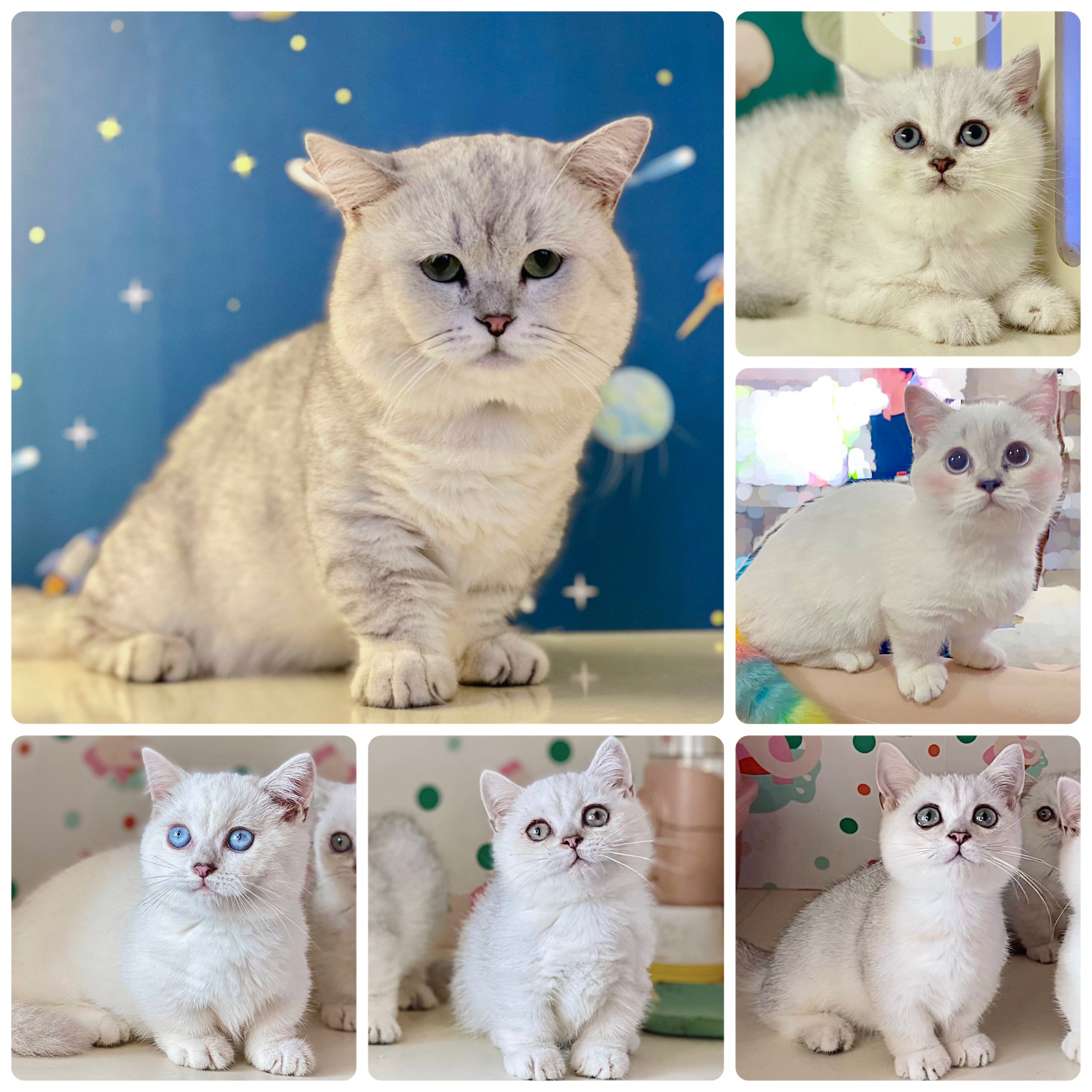 Phối giống mèo anh lông ngắn