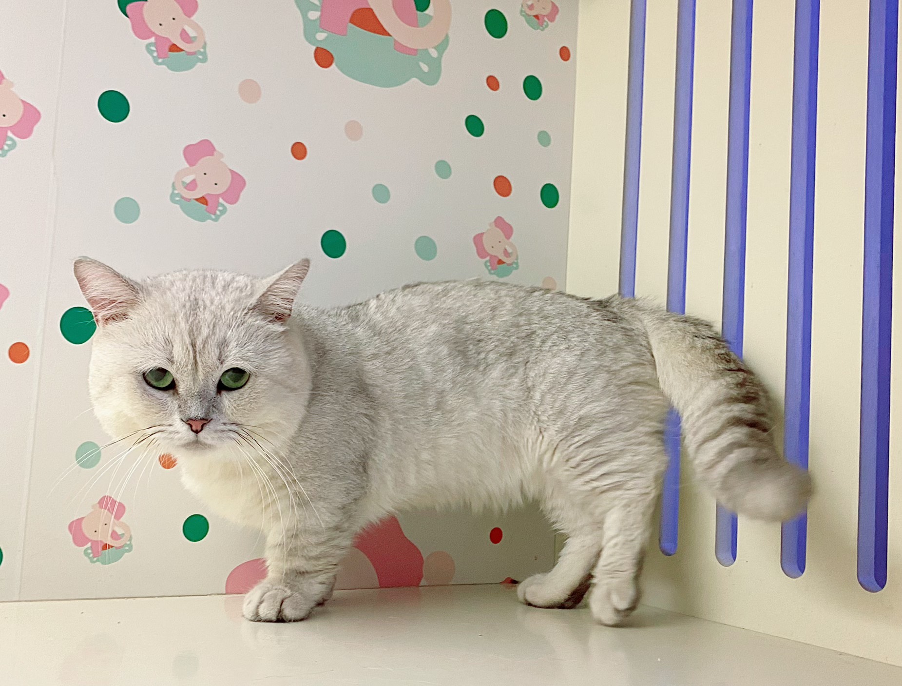 Phối giống mèo anh lông ngắn