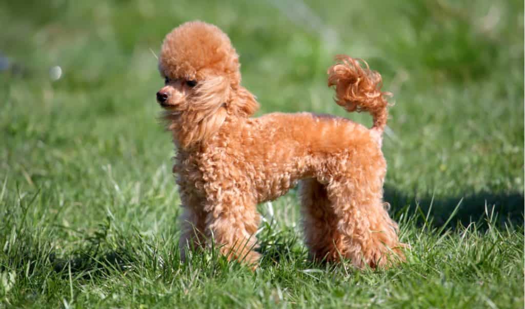 Nên cho chó Poodle ăn gì? Cách xây dựng thực đơn chuẩn theo khoa học