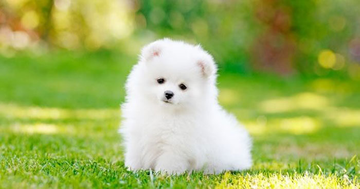 Tình trạng chó đi ngoài ra giun