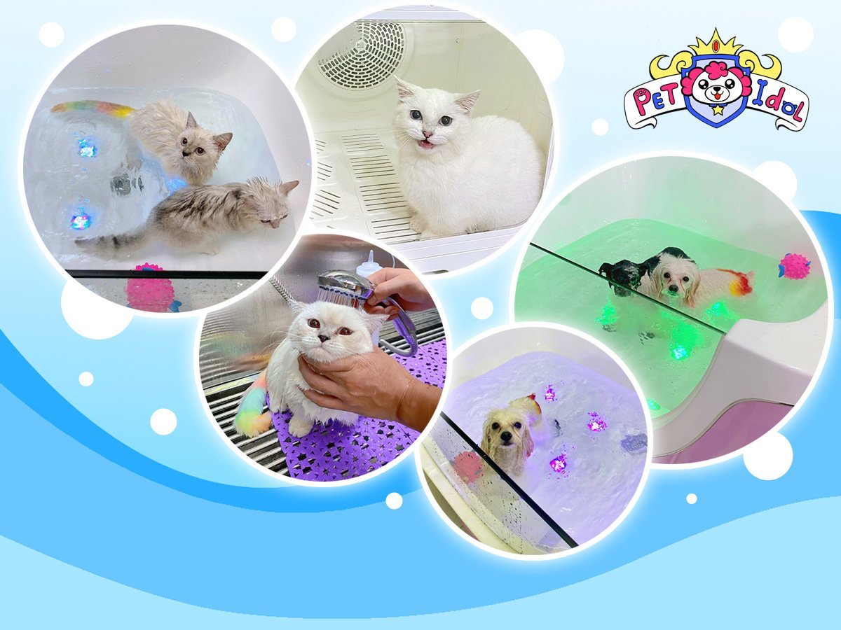 Dịch vụ tắm chó mèo