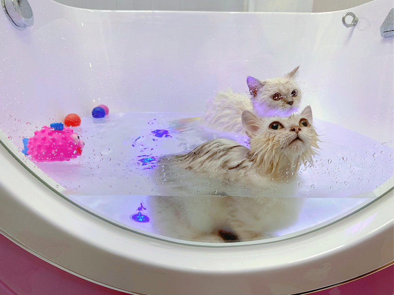 Dịch vụ tắm chó mèo