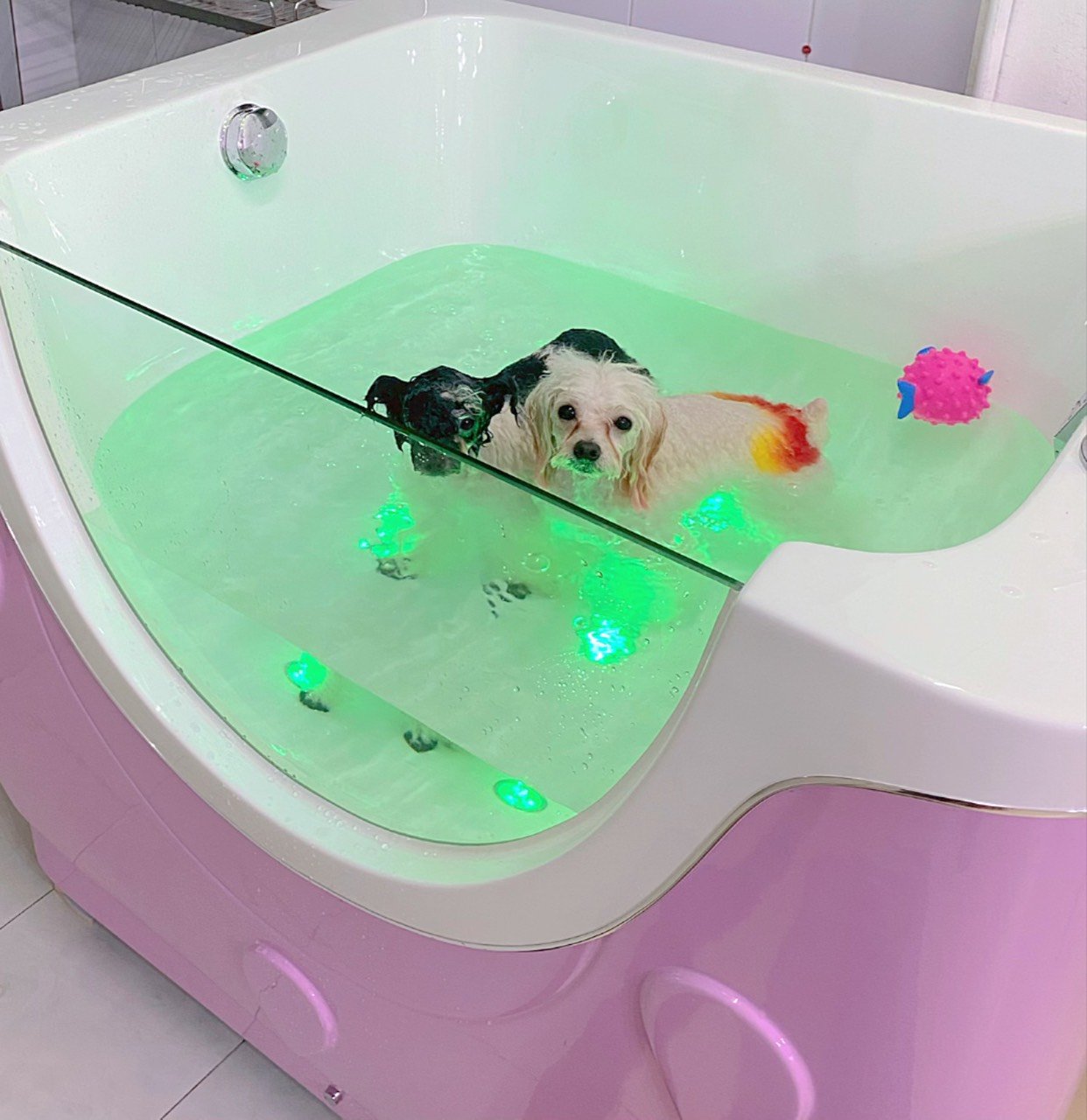 Dịch vụ tắm chó mèo