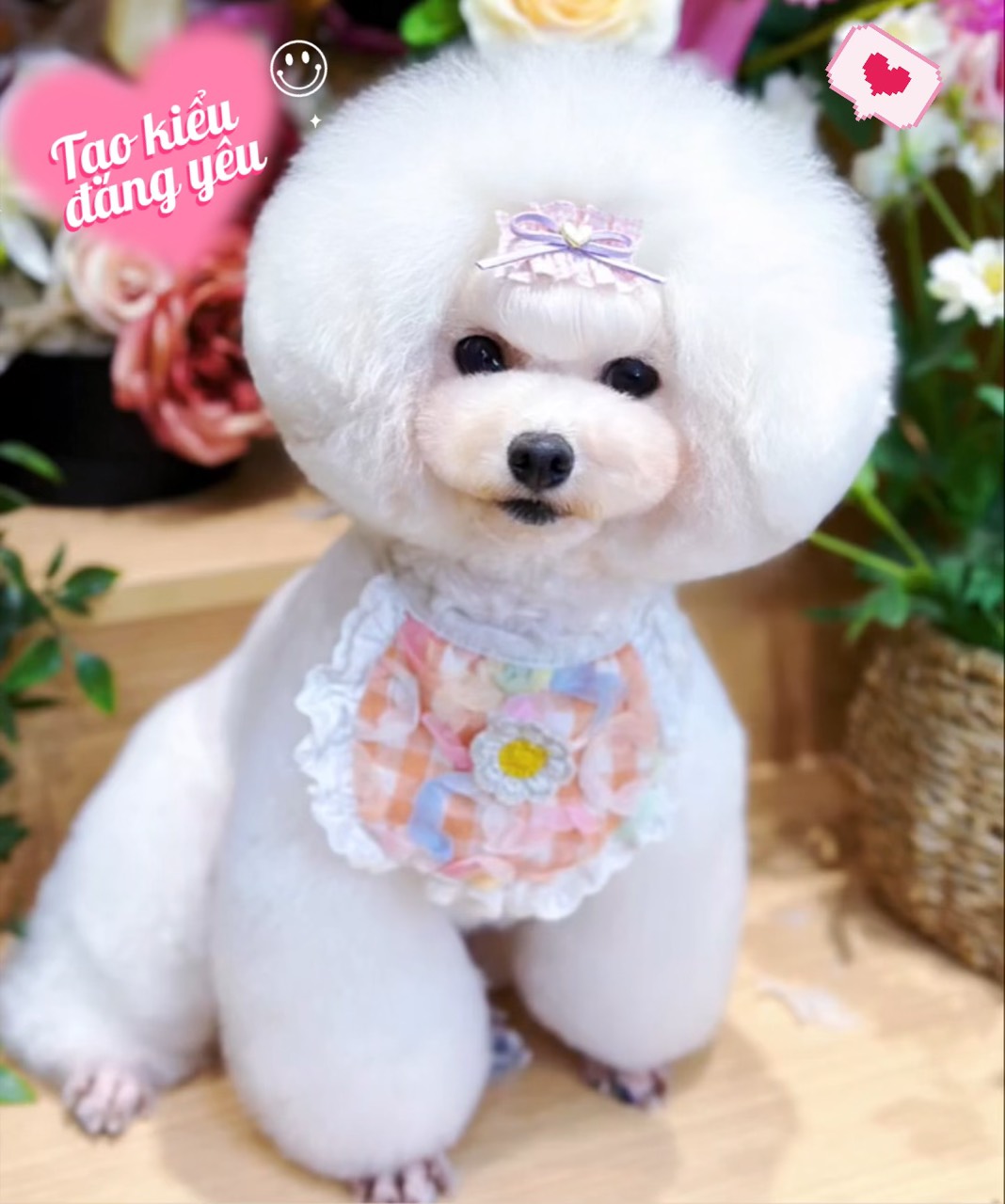 Hướng dẫn cách xử lý khi chó đi ngoài ra máu có mùi tanh?