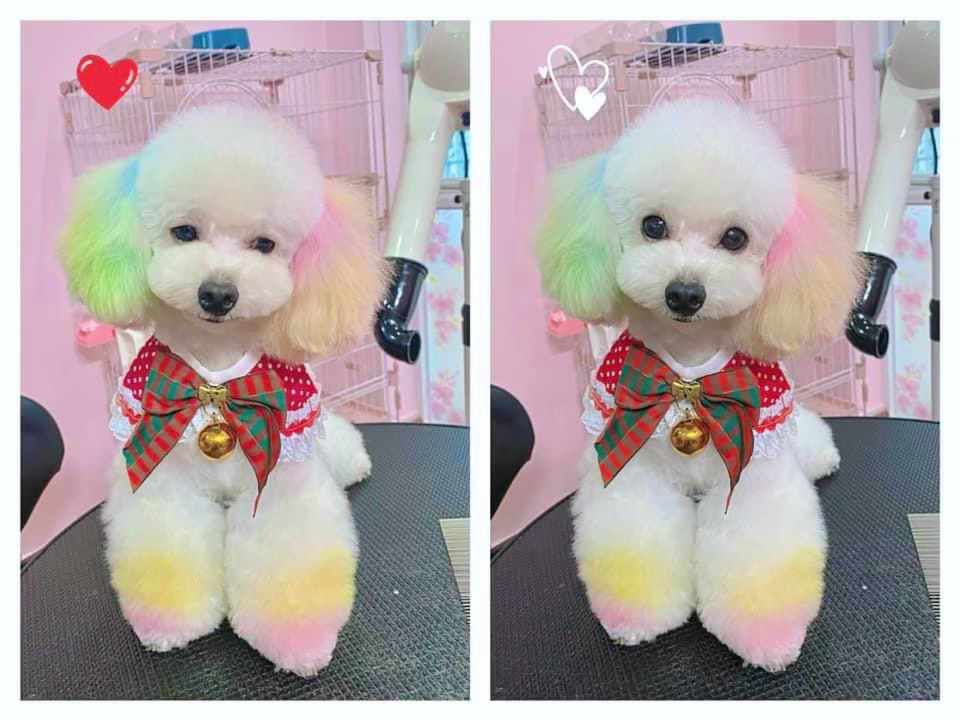 Chó Poodle có rụng lông không? Có bị sao không & chữa trị thế nào?