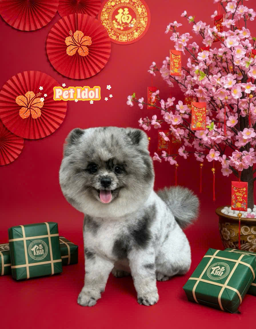 Petidol Shop – Đồng Hành Cùng Bạn Trên Hành Trình Nuôi Dưỡng Boss Khỏe Mạnh