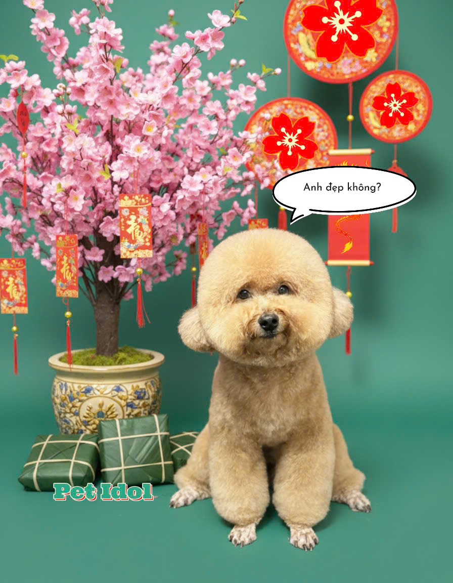 Petidol Shop – Pet Shop Quận 7 Uy Tín, Đầy Đủ Sản Phẩm Cho Chó Mèo